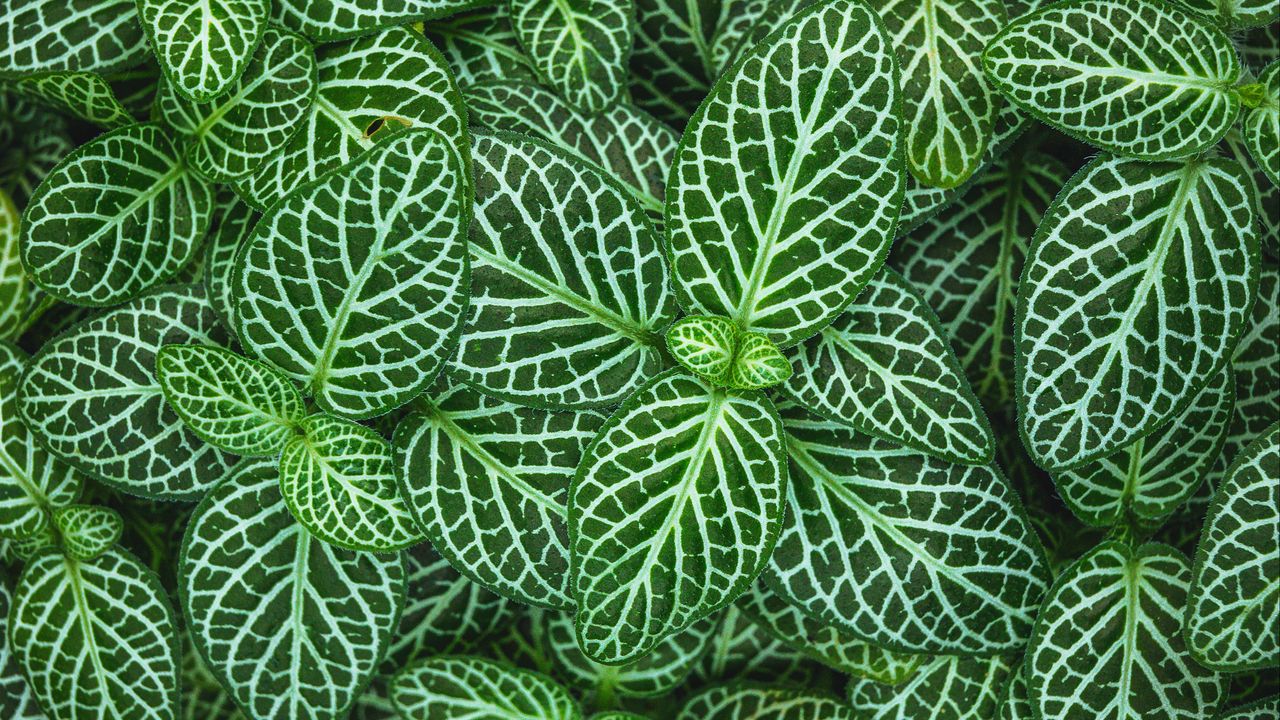 Wallpaper fittonia, plant, leaves, green