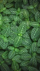 Preview wallpaper fittonia, plant, leaves, green