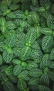 Preview wallpaper fittonia, plant, leaves, green