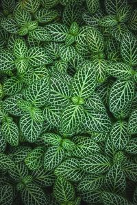 Preview wallpaper fittonia, plant, leaves, green