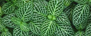 Preview wallpaper fittonia, plant, leaves, green