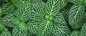 Preview wallpaper fittonia, plant, leaves, green