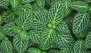 Preview wallpaper fittonia, plant, leaves, green