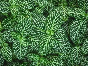 Preview wallpaper fittonia, plant, leaves, green