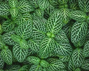 Preview wallpaper fittonia, plant, leaves, green