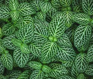 Preview wallpaper fittonia, plant, leaves, green