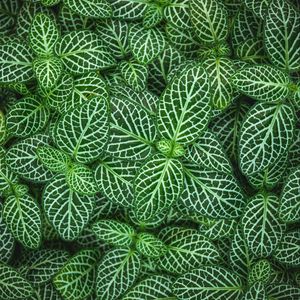 Preview wallpaper fittonia, plant, leaves, green