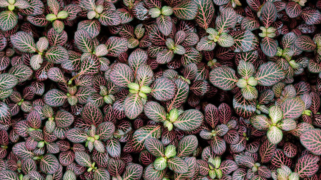 Wallpaper fittonia, plants, leaves, macro