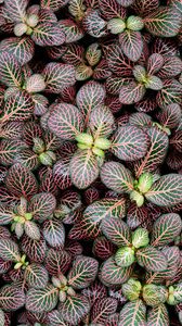 Preview wallpaper fittonia, plants, leaves, macro