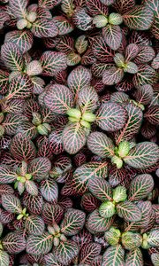 Preview wallpaper fittonia, plants, leaves, macro