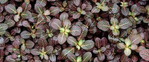 Preview wallpaper fittonia, plants, leaves, macro