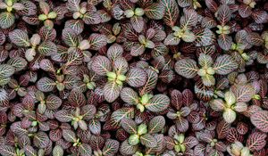 Preview wallpaper fittonia, plants, leaves, macro