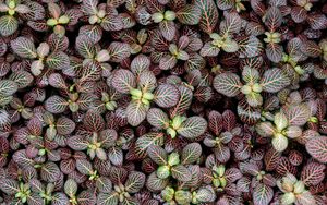 Preview wallpaper fittonia, plants, leaves, macro