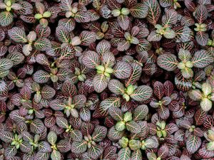 Preview wallpaper fittonia, plants, leaves, macro