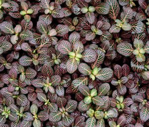 Preview wallpaper fittonia, plants, leaves, macro