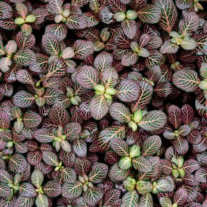 Preview wallpaper fittonia, plants, leaves, macro