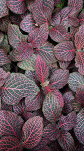 Preview wallpaper fittonia, plants, leaves, macro, veins