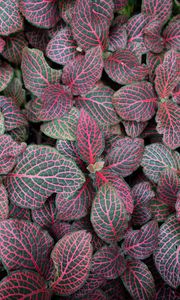 Preview wallpaper fittonia, plants, leaves, macro, veins