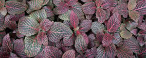 Preview wallpaper fittonia, plants, leaves, macro, veins
