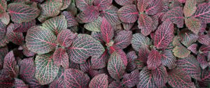 Preview wallpaper fittonia, plants, leaves, macro, veins