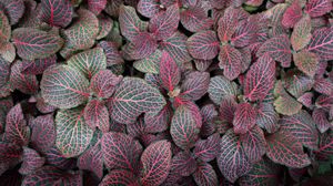 Preview wallpaper fittonia, plants, leaves, macro, veins