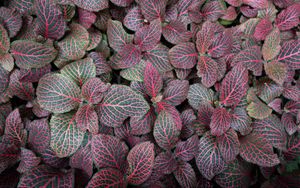 Preview wallpaper fittonia, plants, leaves, macro, veins