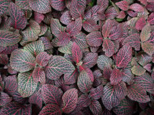 Preview wallpaper fittonia, plants, leaves, macro, veins