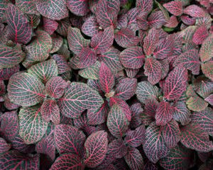 Preview wallpaper fittonia, plants, leaves, macro, veins