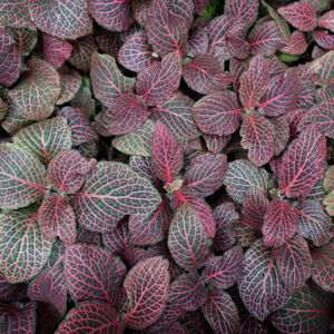 Preview wallpaper fittonia, plants, leaves, macro, veins