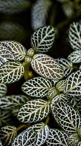 Preview wallpaper fittonia, plants, macro, leaves