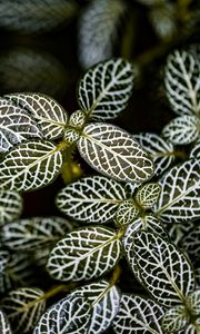 Preview wallpaper fittonia, plants, macro, leaves