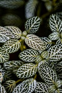 Preview wallpaper fittonia, plants, macro, leaves