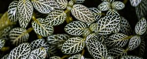 Preview wallpaper fittonia, plants, macro, leaves