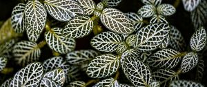 Preview wallpaper fittonia, plants, macro, leaves