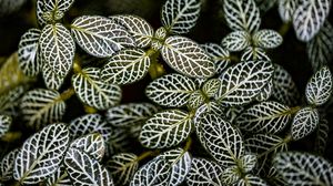 Preview wallpaper fittonia, plants, macro, leaves