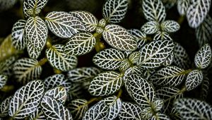 Preview wallpaper fittonia, plants, macro, leaves