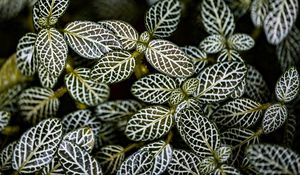 Preview wallpaper fittonia, plants, macro, leaves