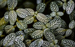 Preview wallpaper fittonia, plants, macro, leaves