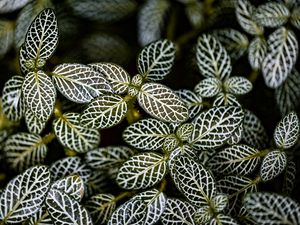 Preview wallpaper fittonia, plants, macro, leaves