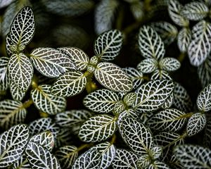 Preview wallpaper fittonia, plants, macro, leaves