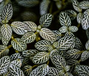 Preview wallpaper fittonia, plants, macro, leaves