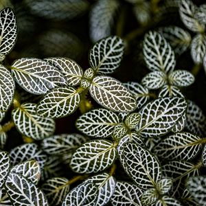 Preview wallpaper fittonia, plants, macro, leaves