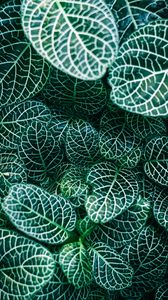 Preview wallpaper fittonia, plants, veins, leaves, macro