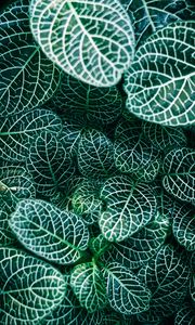 Preview wallpaper fittonia, plants, veins, leaves, macro