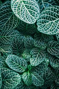 Preview wallpaper fittonia, plants, veins, leaves, macro