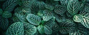 Preview wallpaper fittonia, plants, veins, leaves, macro