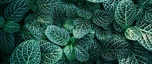 Preview wallpaper fittonia, plants, veins, leaves, macro