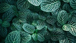 Preview wallpaper fittonia, plants, veins, leaves, macro