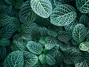 Preview wallpaper fittonia, plants, veins, leaves, macro