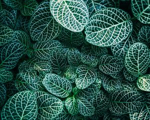 Preview wallpaper fittonia, plants, veins, leaves, macro